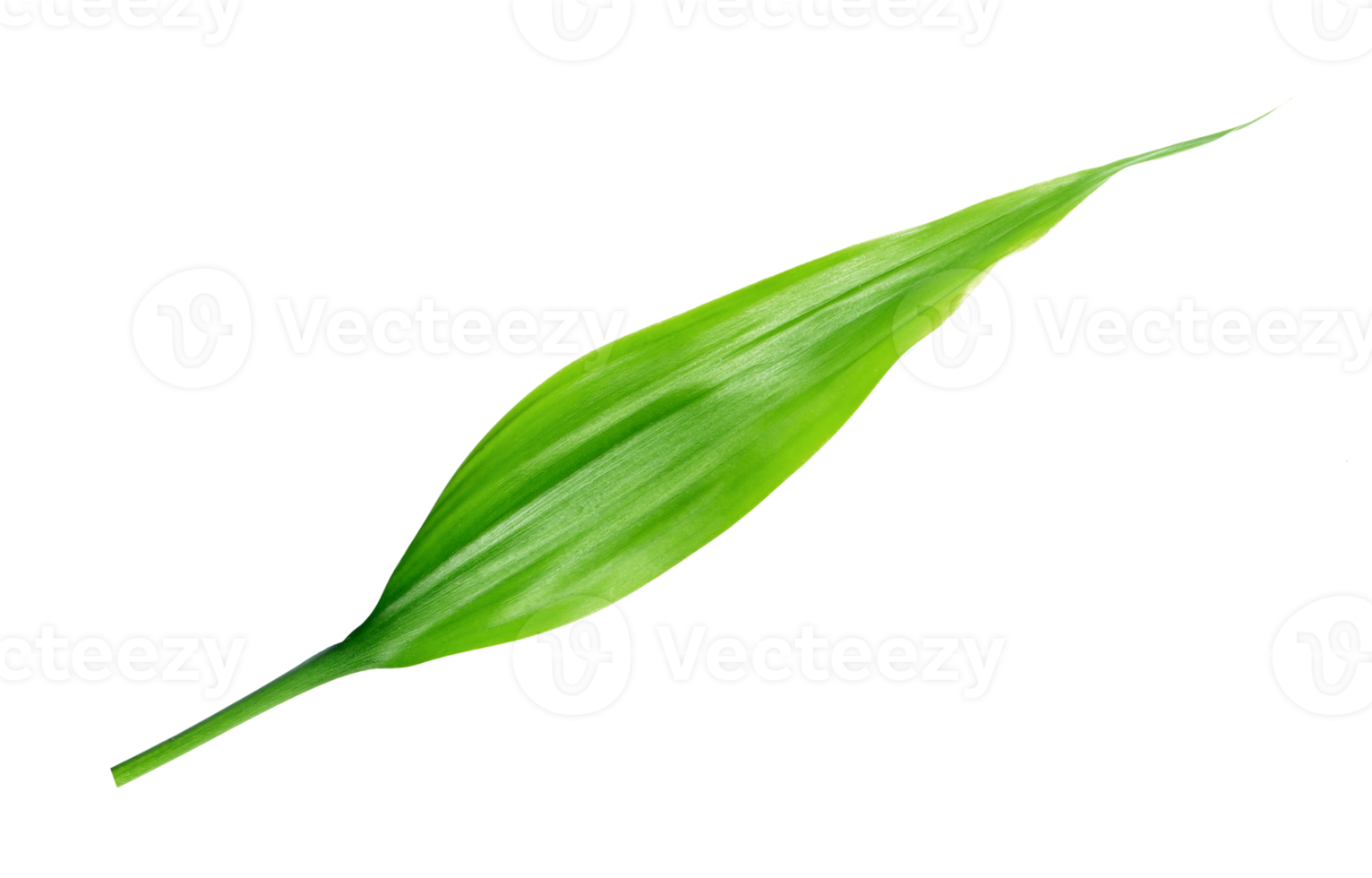 green leaf isolated on transparent background png file