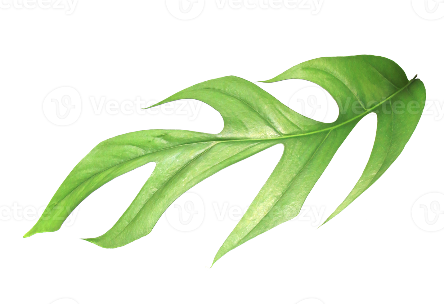tropical monstera palm leaf tree on transparent background png file