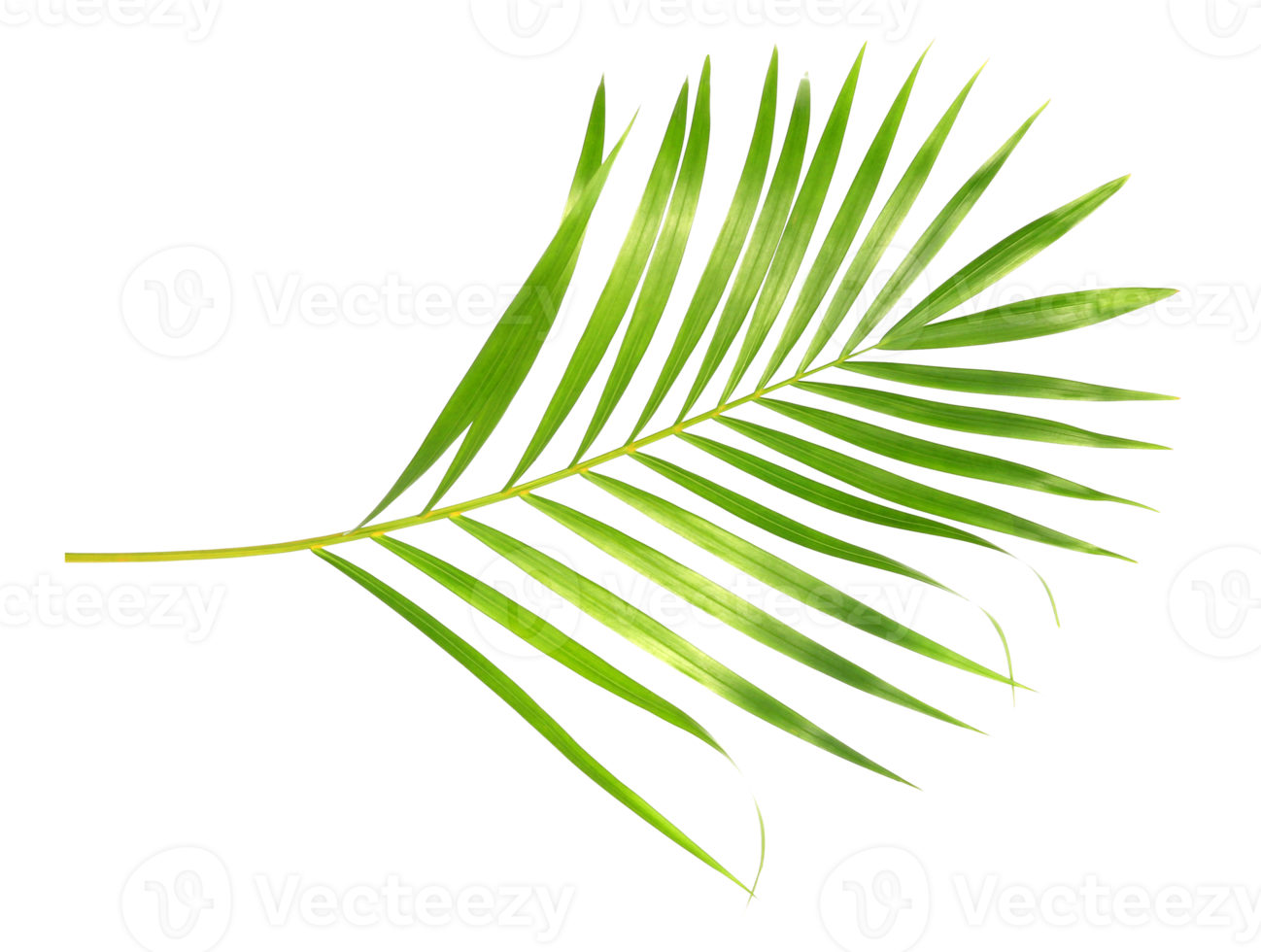 tropical nature green palm leaf isolated on transparent pattern background png file