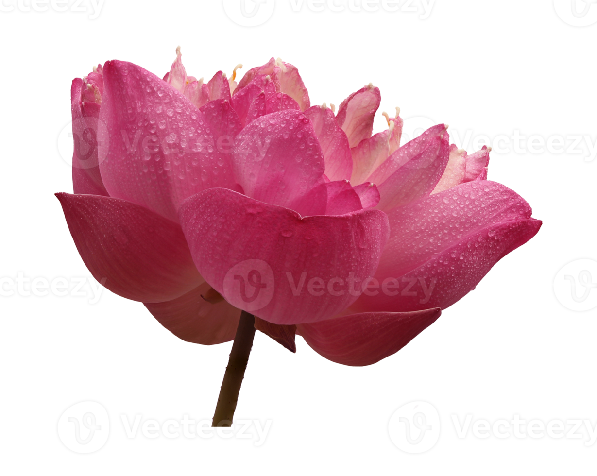 lotus flower on transparent background png file