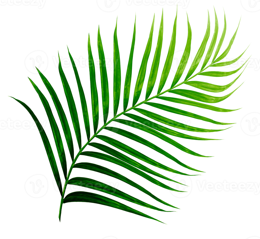 Green leaves of palm tree isolated on tranaparent background png file