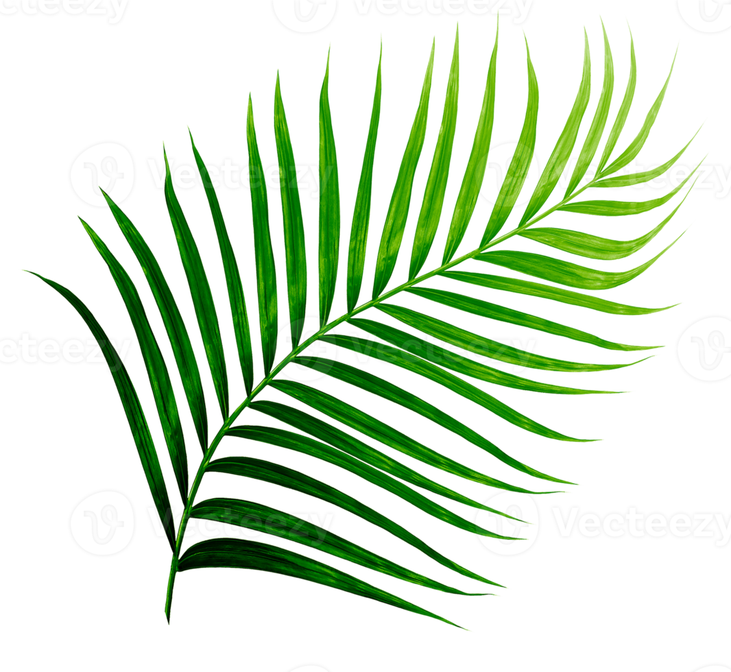 Green leaves of palm tree isolated on tranaparent background png file