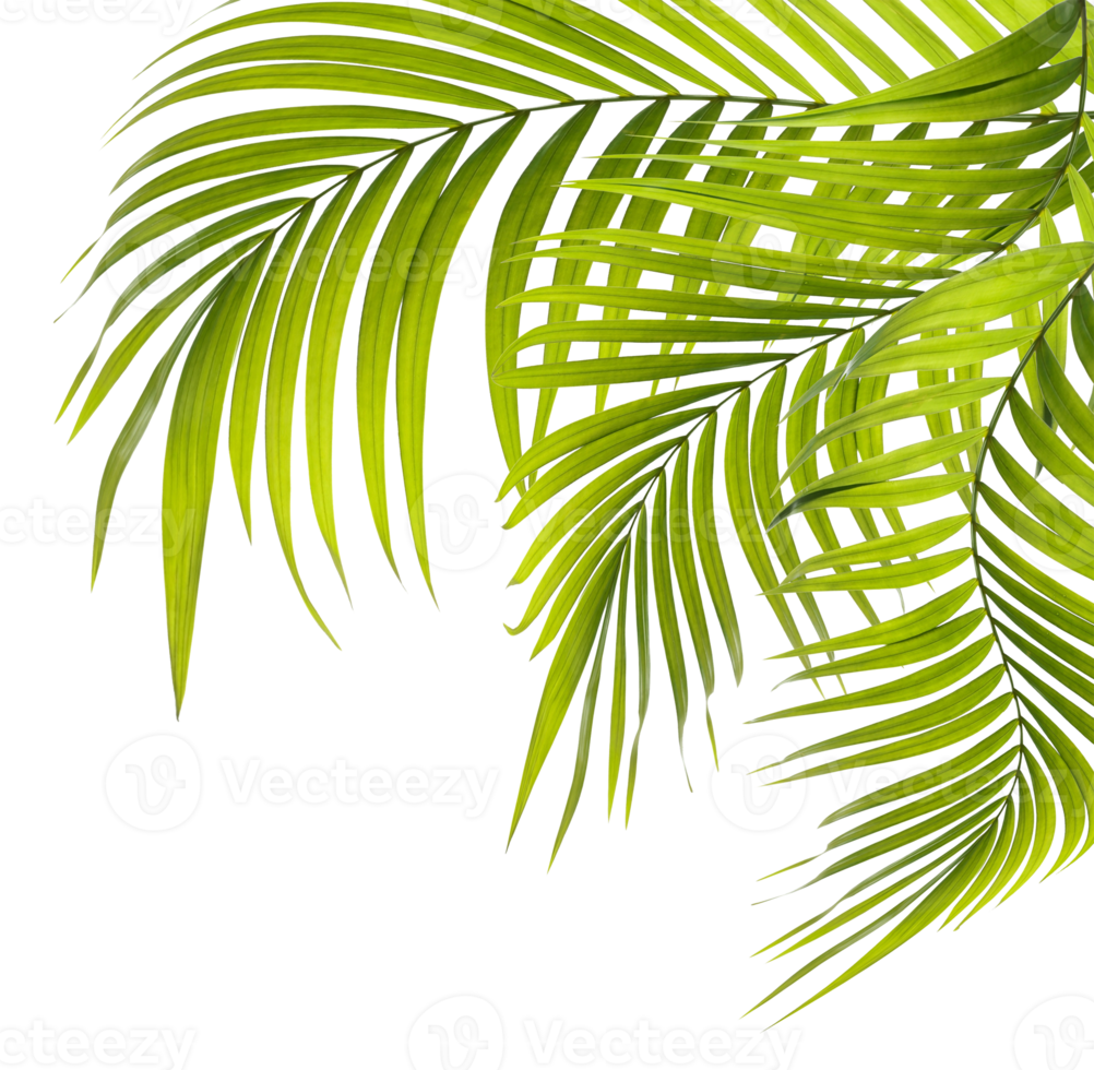 Green leaves of palm tree on transparent background png file