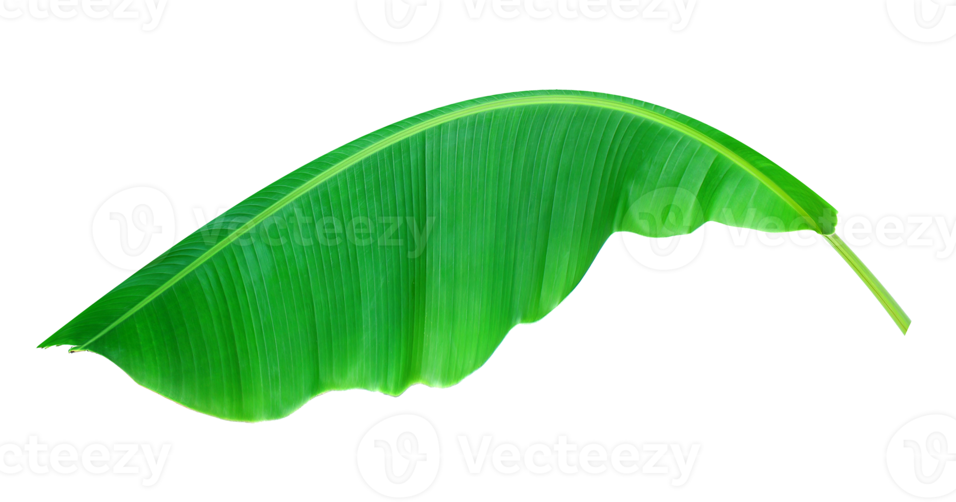 fress banana leaf on transparent background png file 9306886 PNG