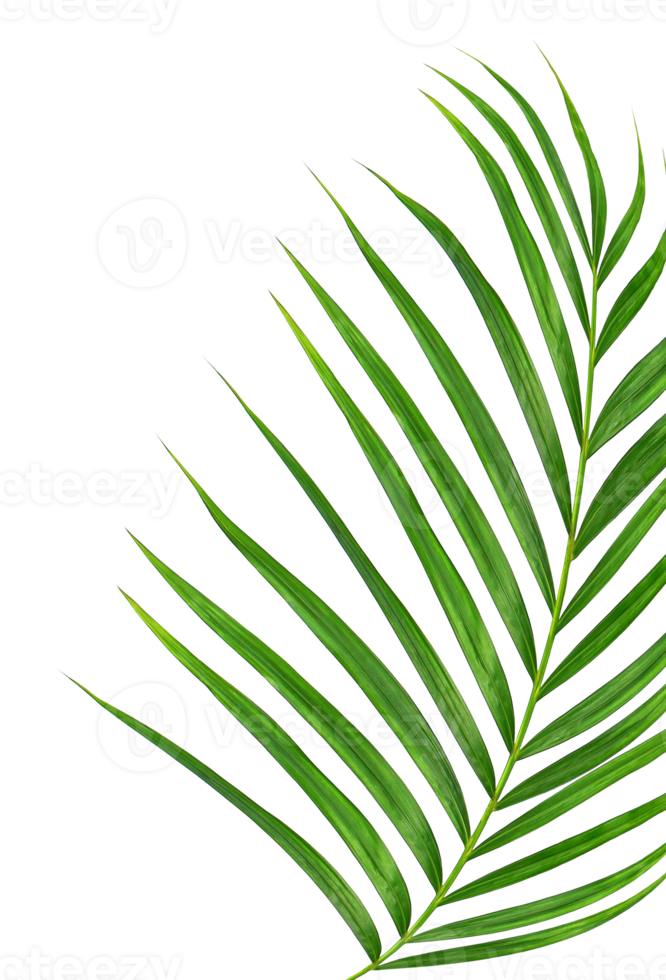 Green leaves of palm tree on transparent background png file