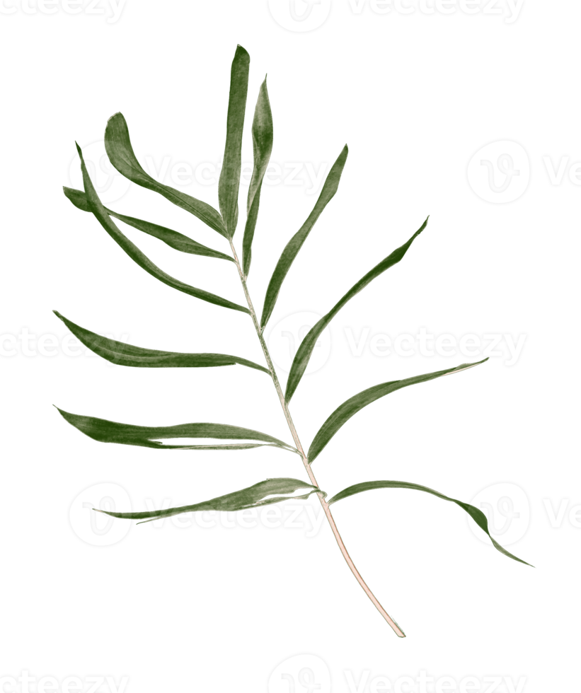 Green leaf of palm tree isolated on transparent background png file