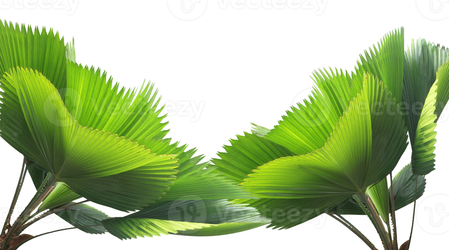 leaves of palm tree isolated on transparent background png file