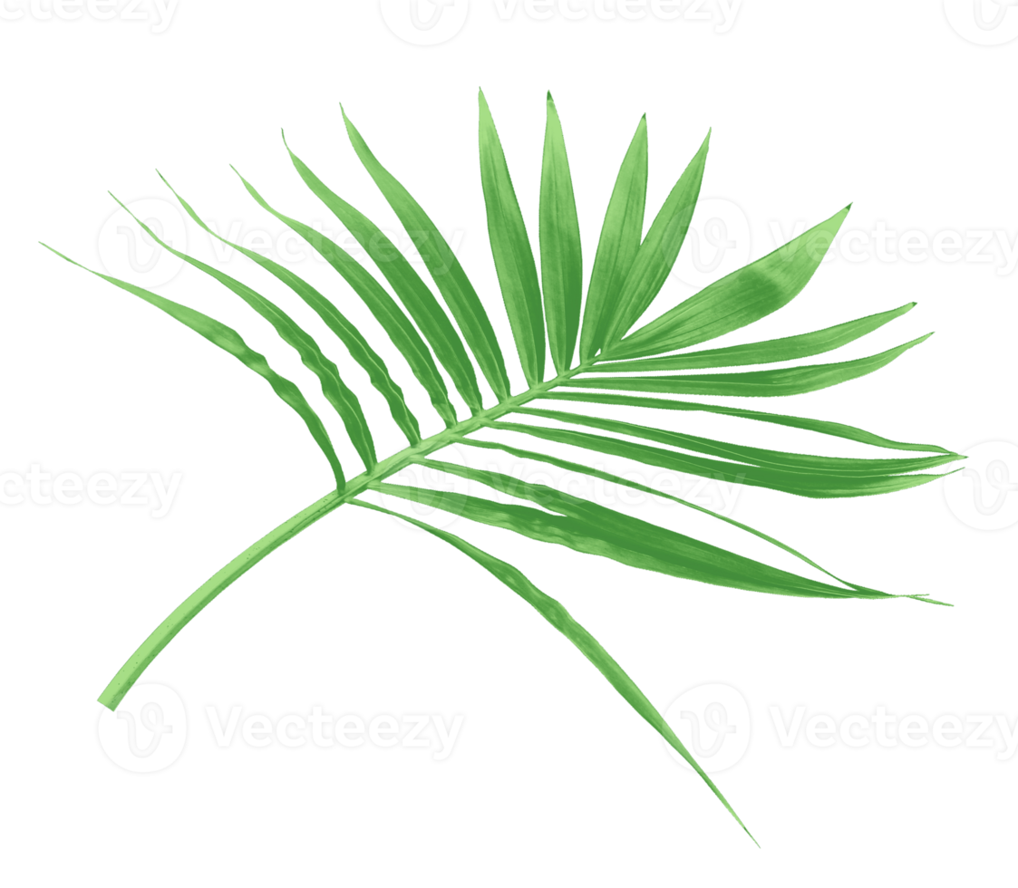 green leaf of palm tree isolated on transparent background png file