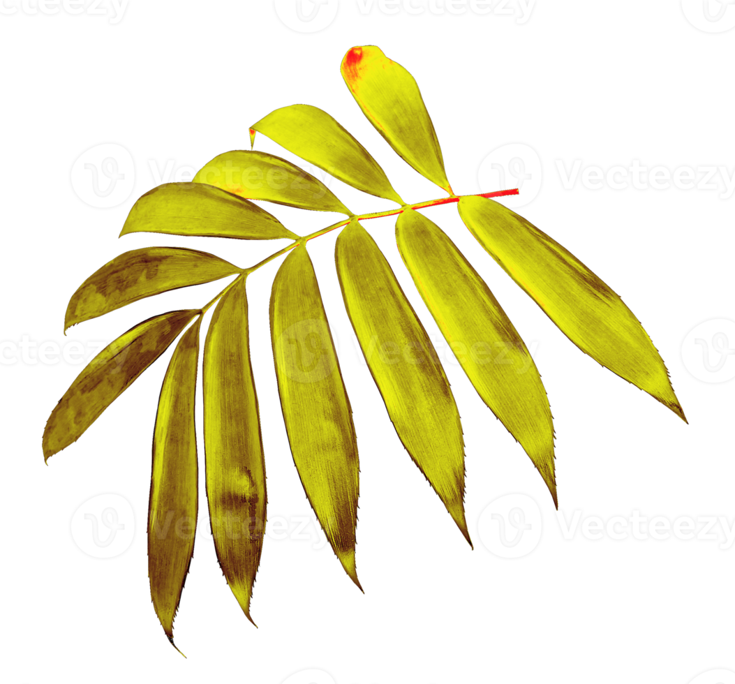 palm leaf isolated on transparent background png file