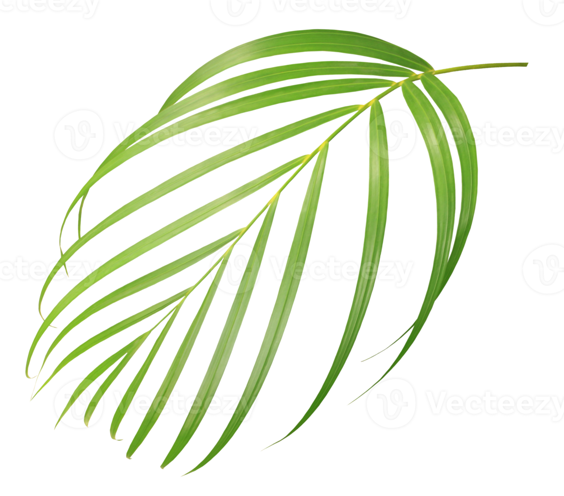 palm tree leaf on transparent background png file