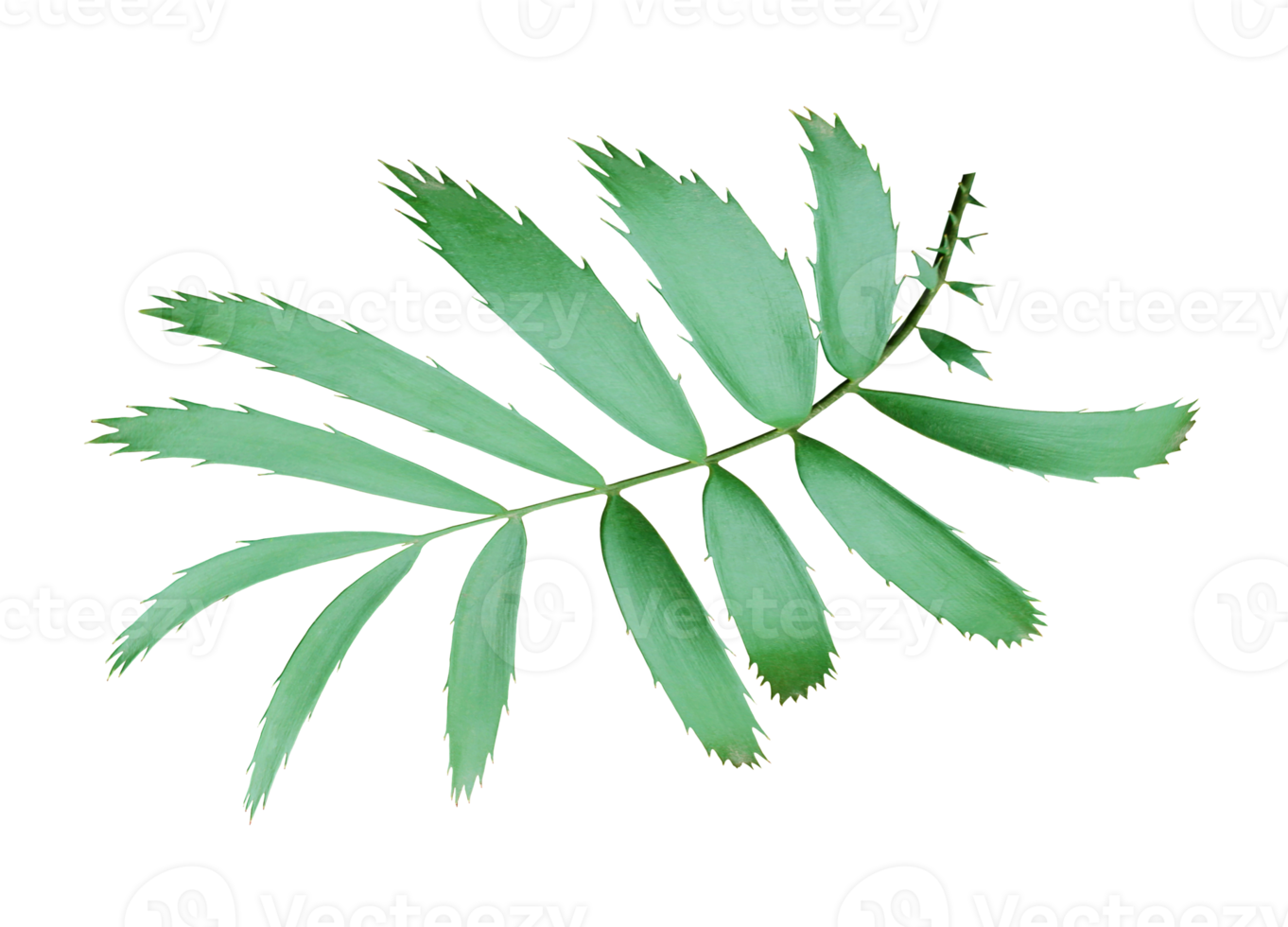 green palm leaf isolated on transparent background png file