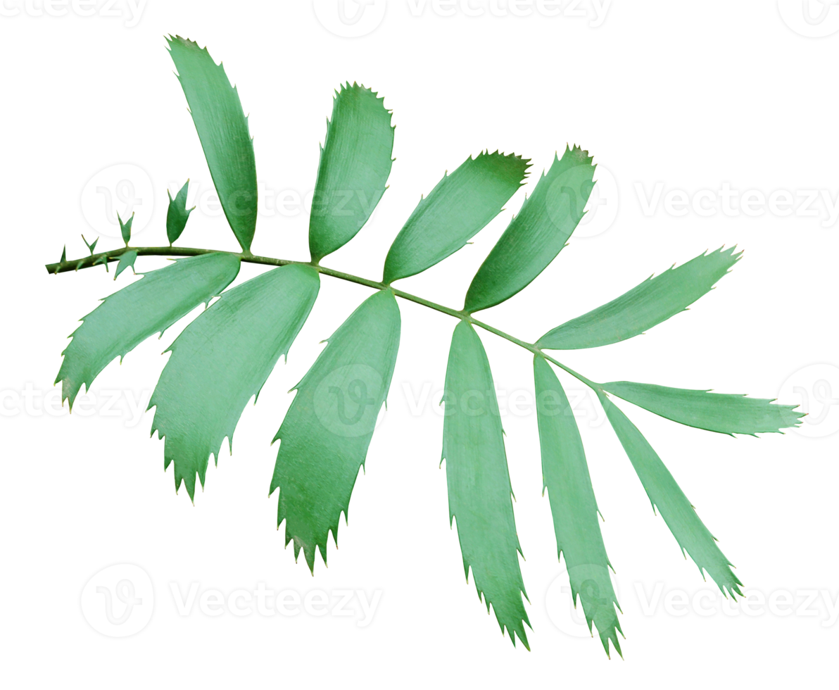 grönt palmblad isolerad på transparent bakgrund png-fil png