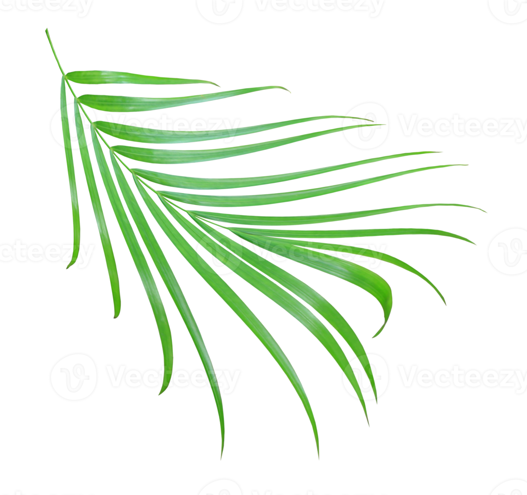 green palm leaf isolated on transparent background png file