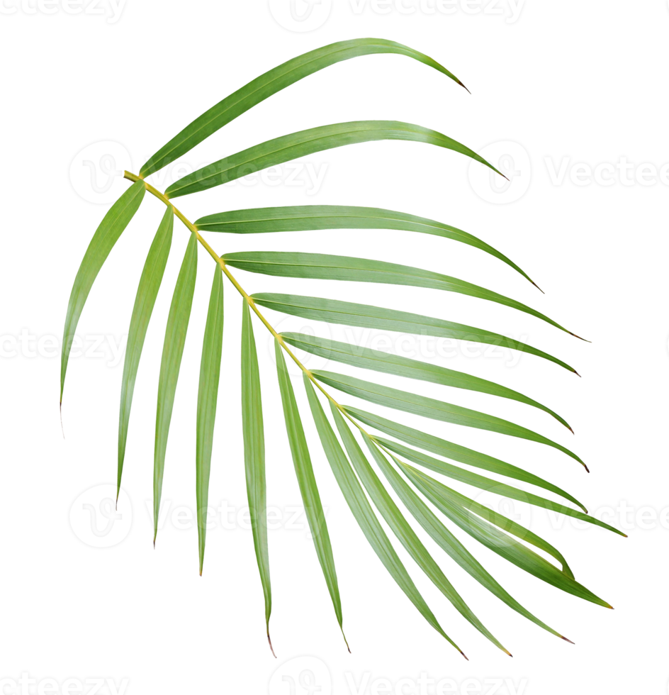 tropical green palm leaf isolated on transparent for summer background png file