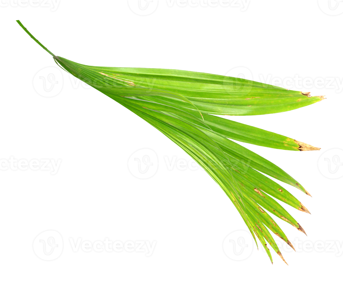 palm tree leaf on transparent background png file