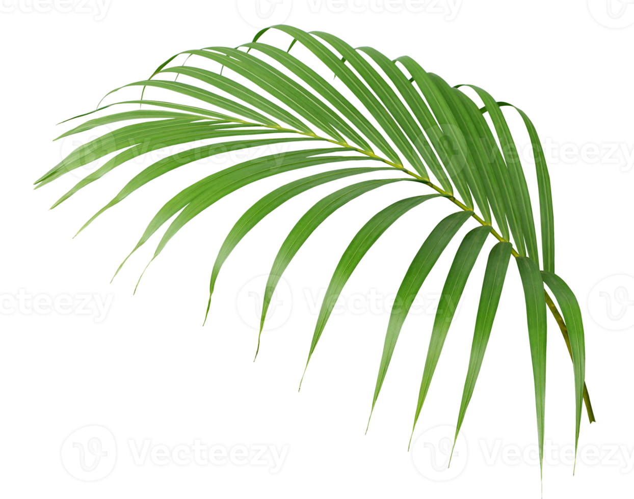 foglia di palma verde tropicale isolata su trasparente per file png di sfondo estivo