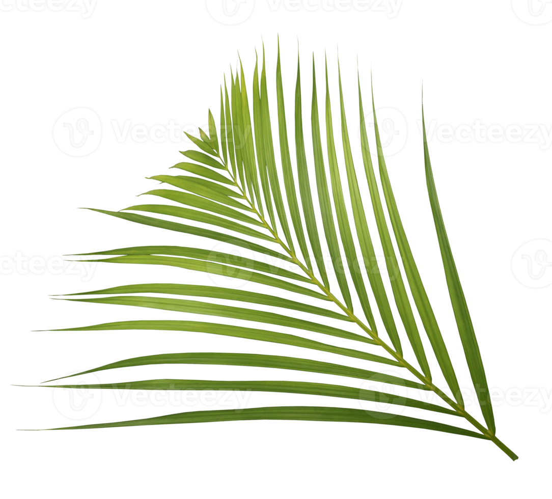 palm tree leaf on transparent background png file