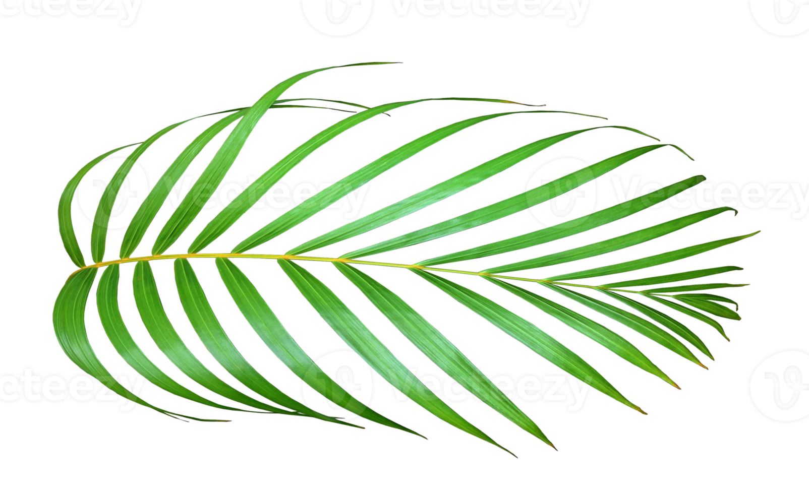 palm tree leaf on transparent background png file