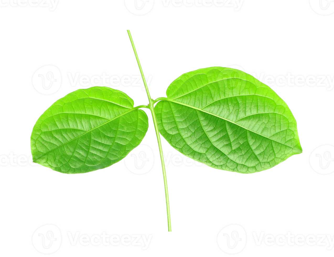 green leaf isolated on transparent background png file
