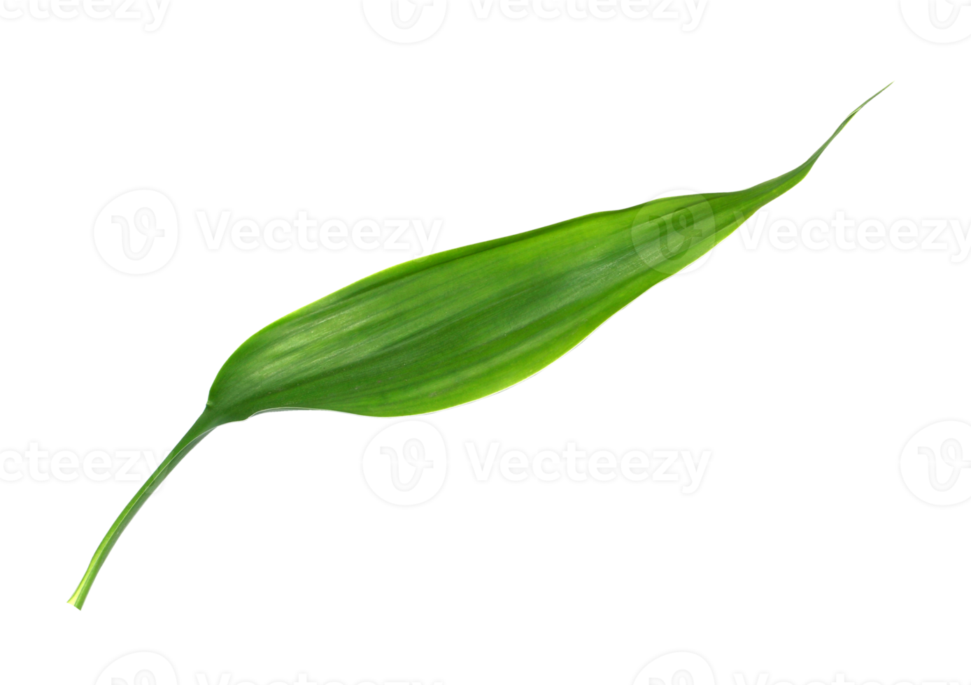 green leaf isolated on transparent background png file