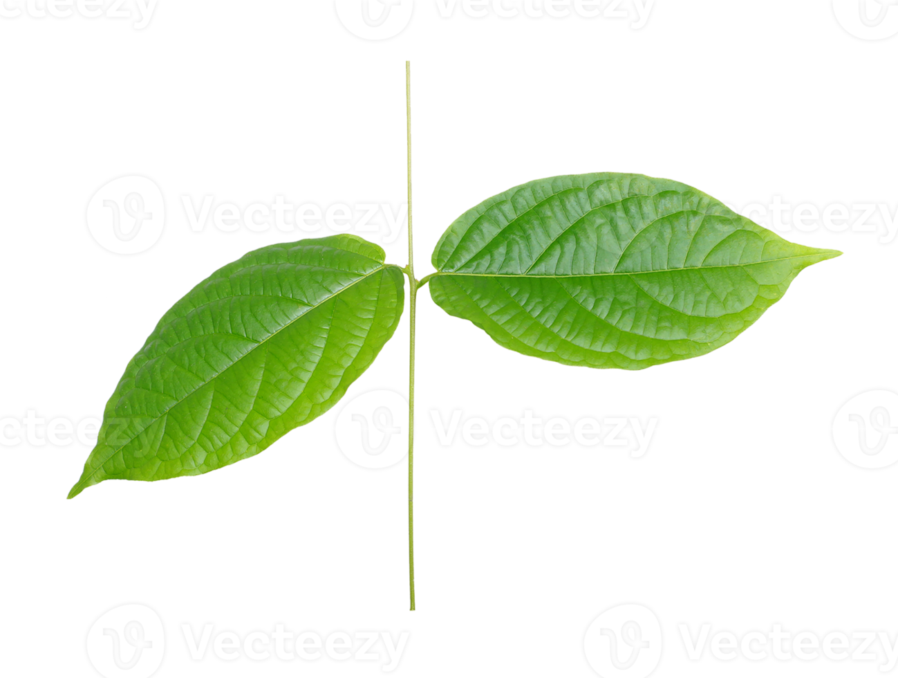 stalk green leaf isolated on transparent background png file