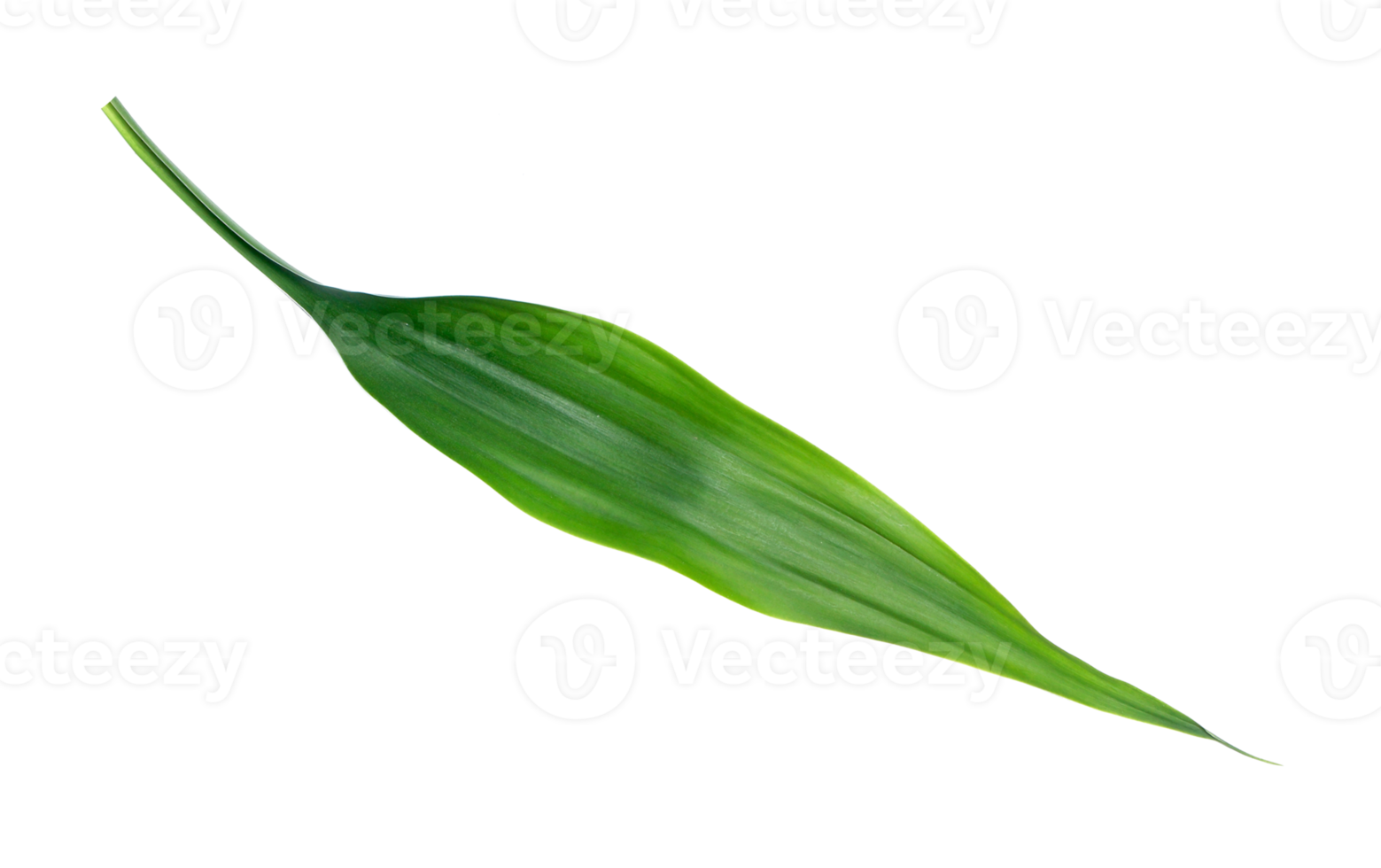 green leaf isolated on transparent background png file