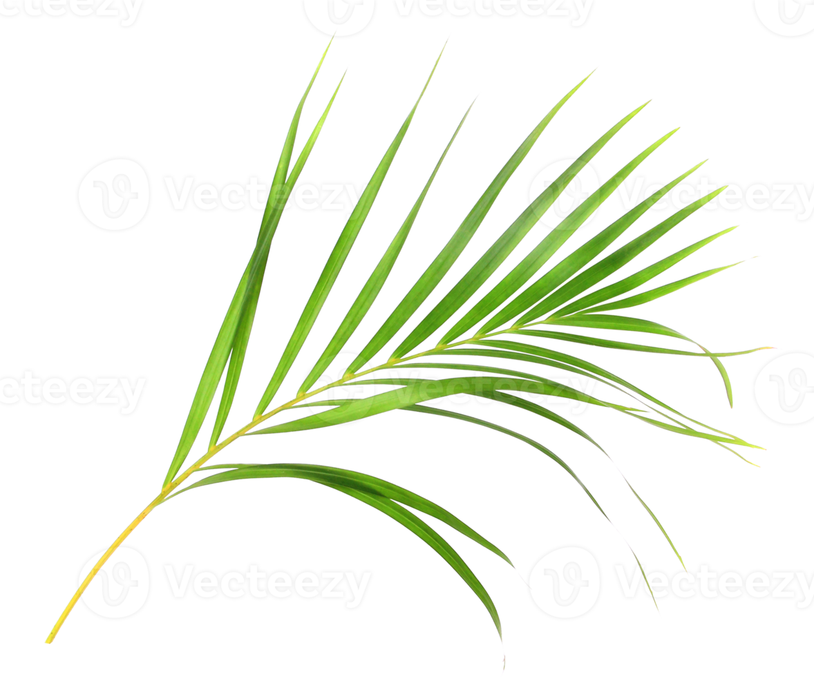 tropisch natuur groen palmblad geïsoleerd op transparante patroon achtergrond png-bestand png