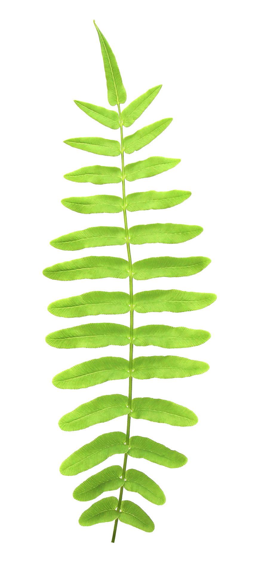 tropical ornamental foliage, fern leaf tree on transparent background
