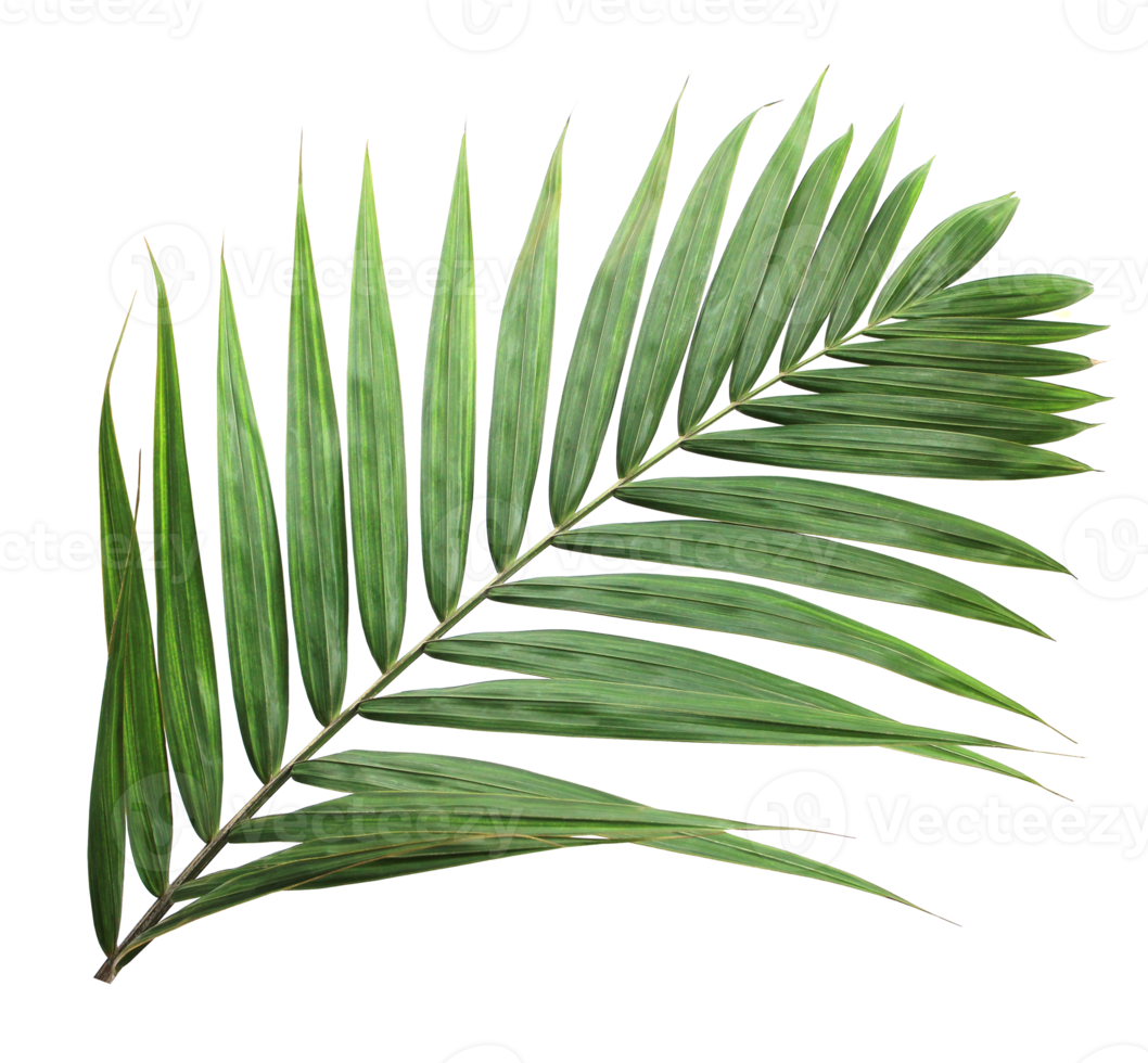 tropical nature green palm leaf on transparent background png file