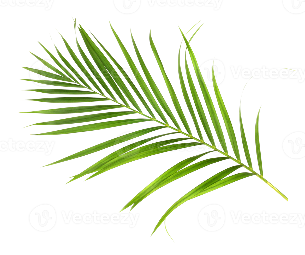 tropical nature green palm leaf isolated on transparent pattern background png file