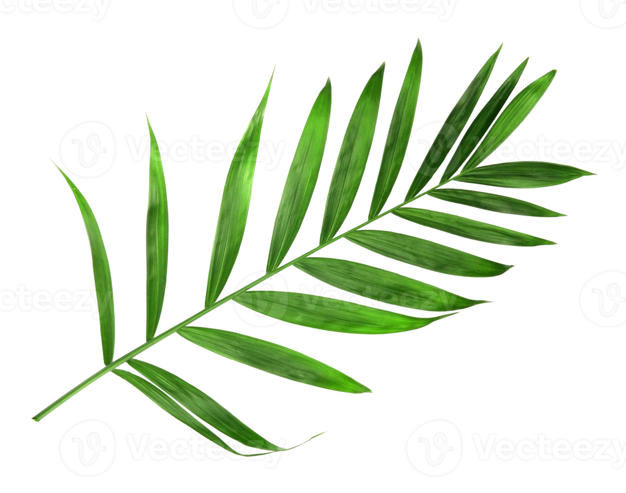 tropical nature green palm leaf isolated on transparent pattern background png file