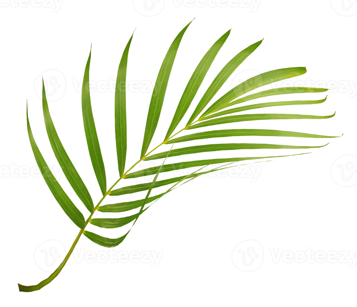 green leaf of palm tree isolated on transparent background png file