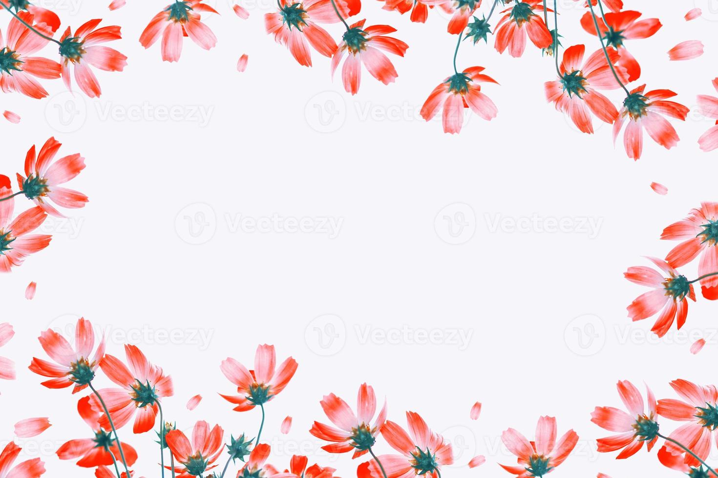 Bright colorful cosmos flowers photo