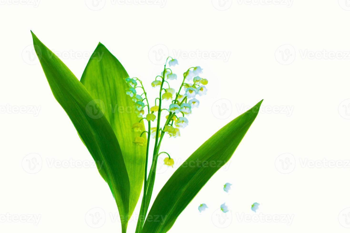 Lily of the valley flower on white background photo