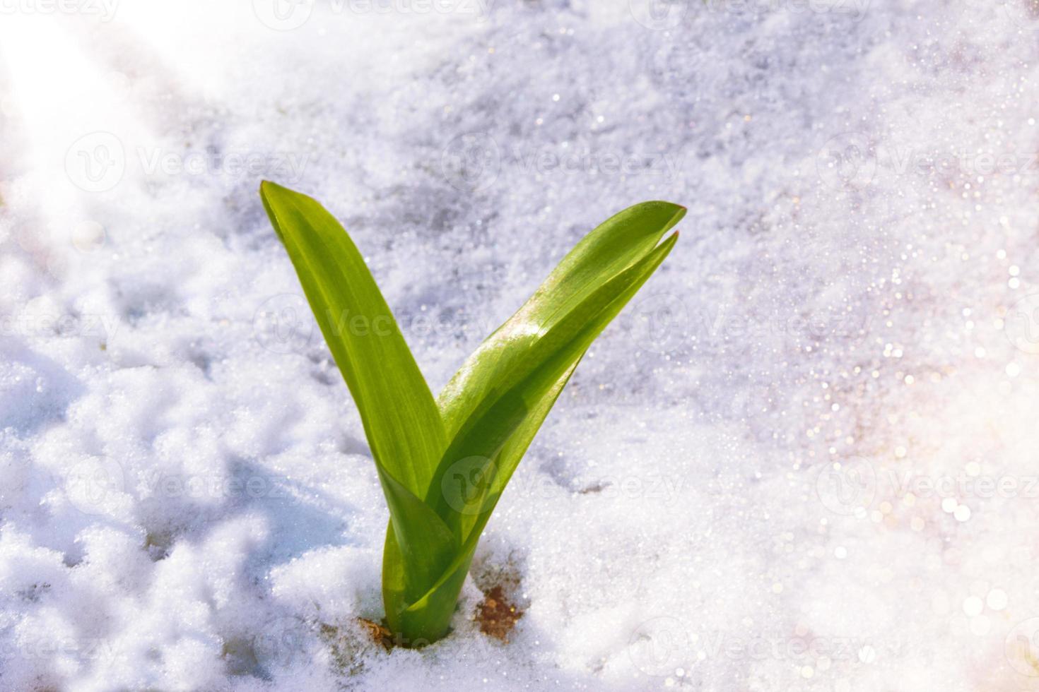 tulip flower growing in snow in early spring garden photo