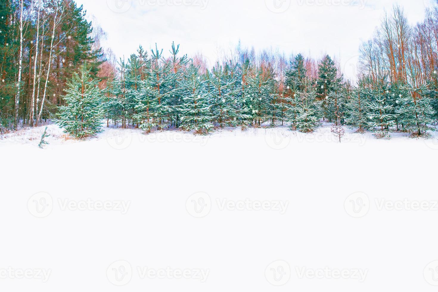 Frozen winter forest with snow covered trees. photo