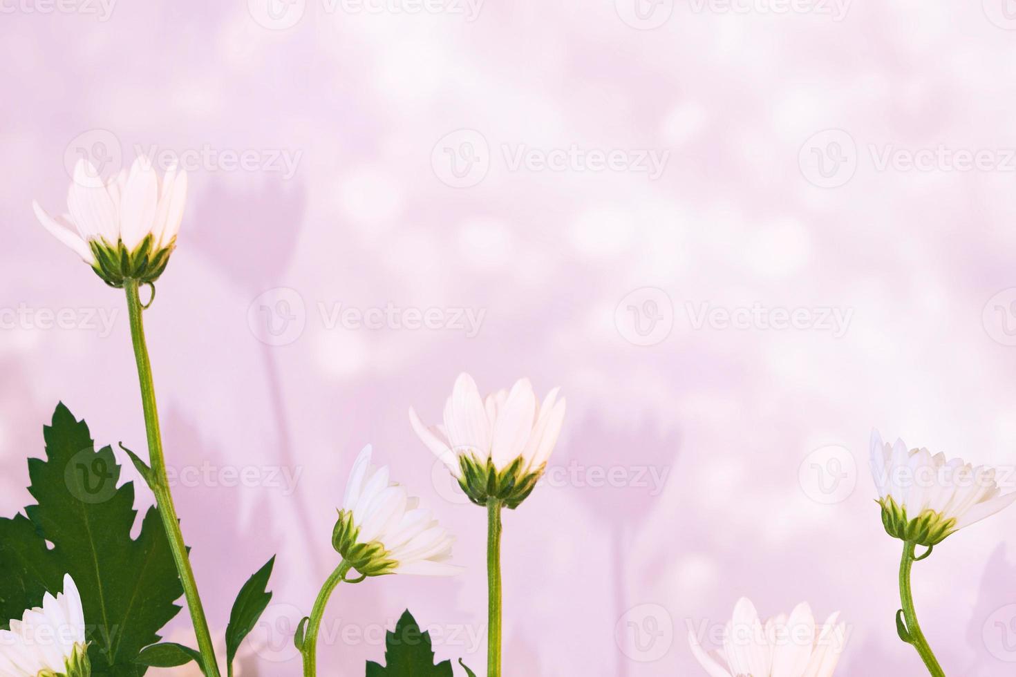 Colorful autumn flowers of chrysanthemum photo