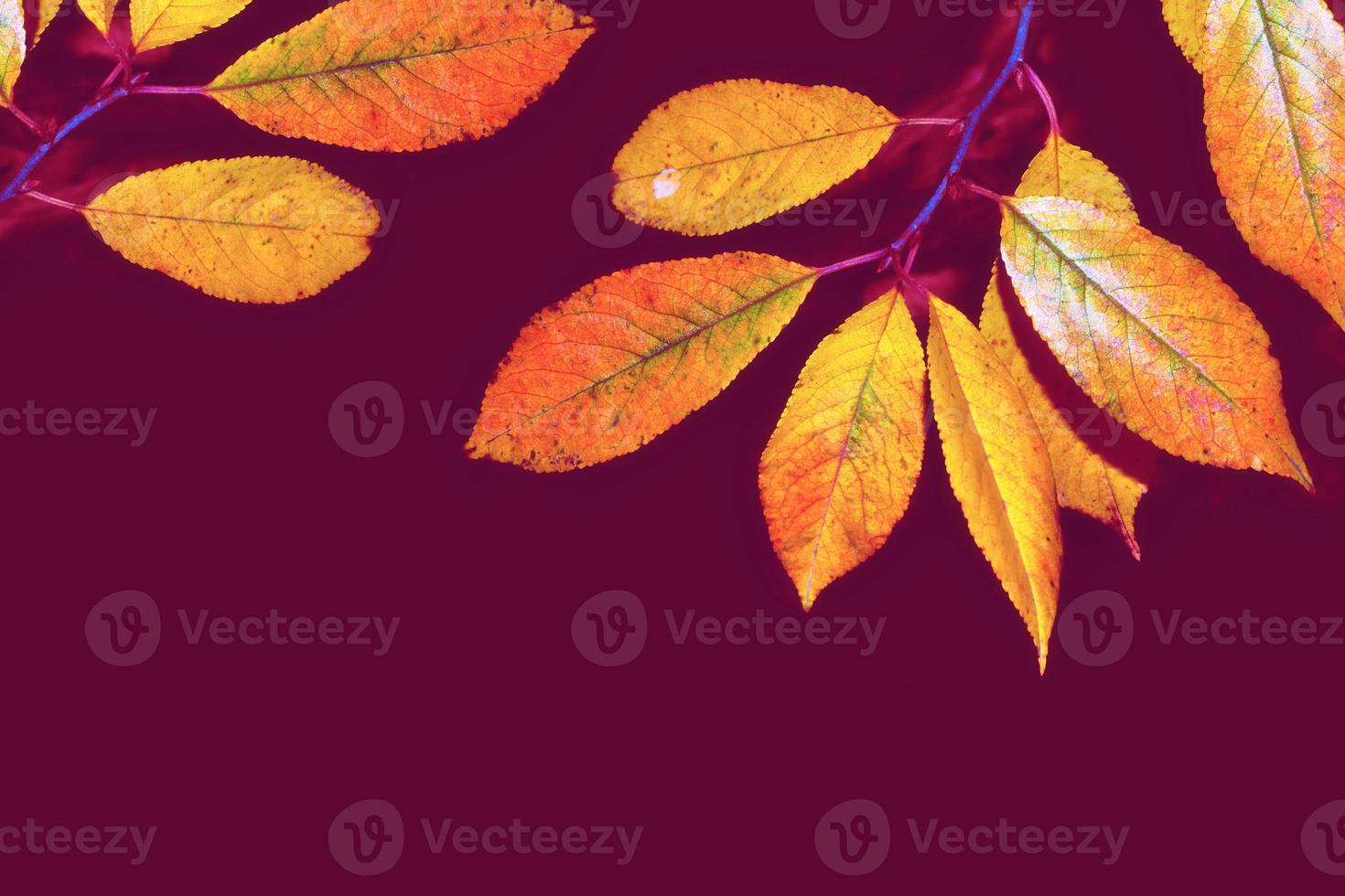 autumn landscape with bright colorful foliage. Indian summer. photo