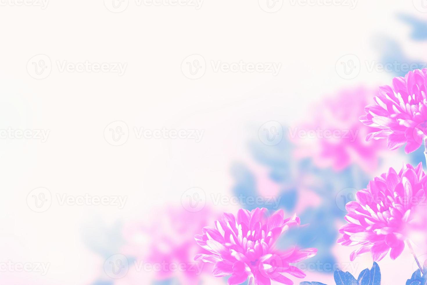 Colorful chrysanthemum flowers on a background of the autumn landscape photo
