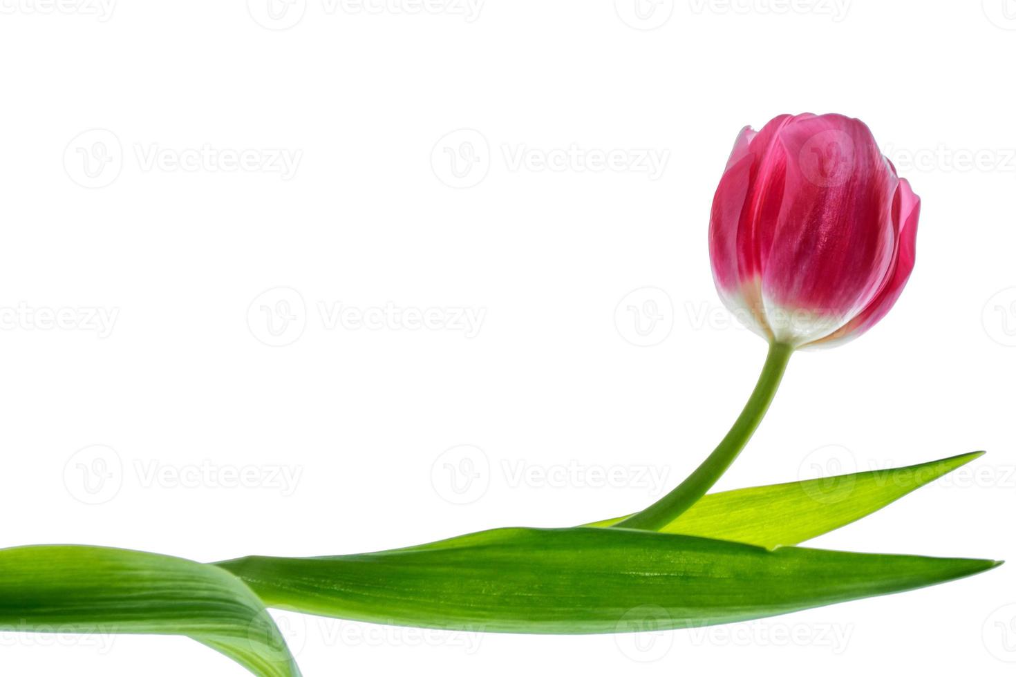 spring flowers tulips photo
