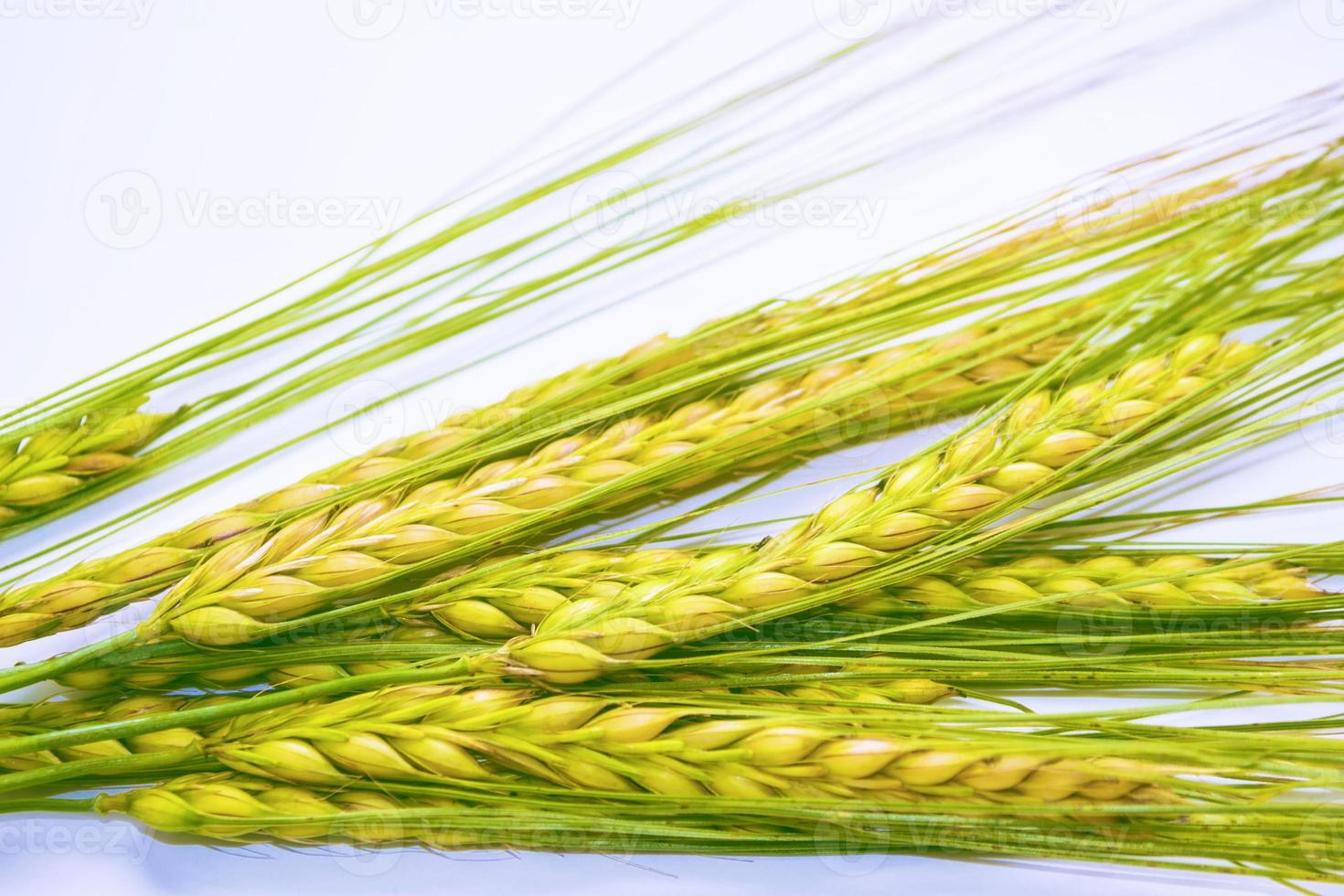 wheat ears isolated on white background. photo