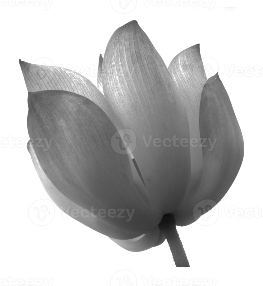 lotus sur fond transparent fichier png