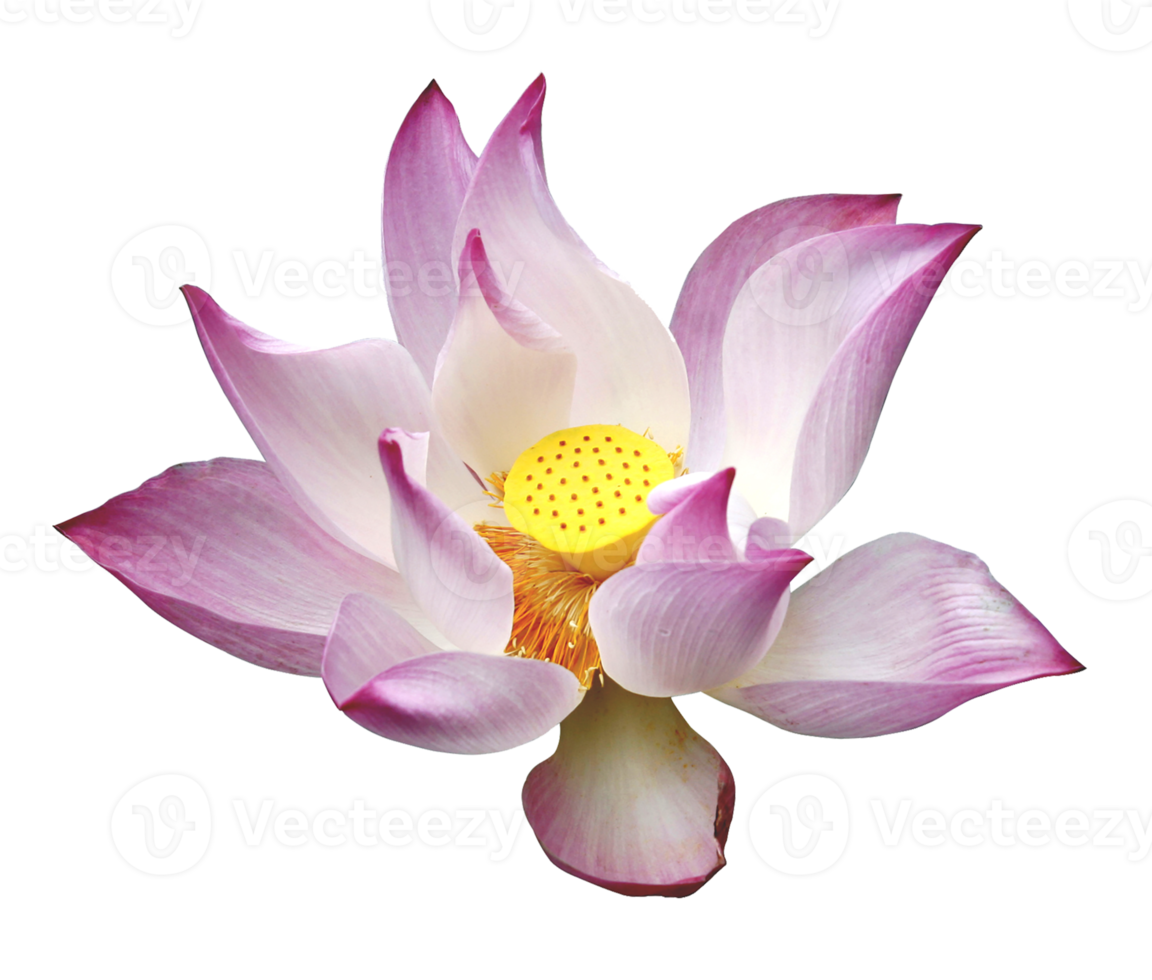 Pink lotus flower on white background png
