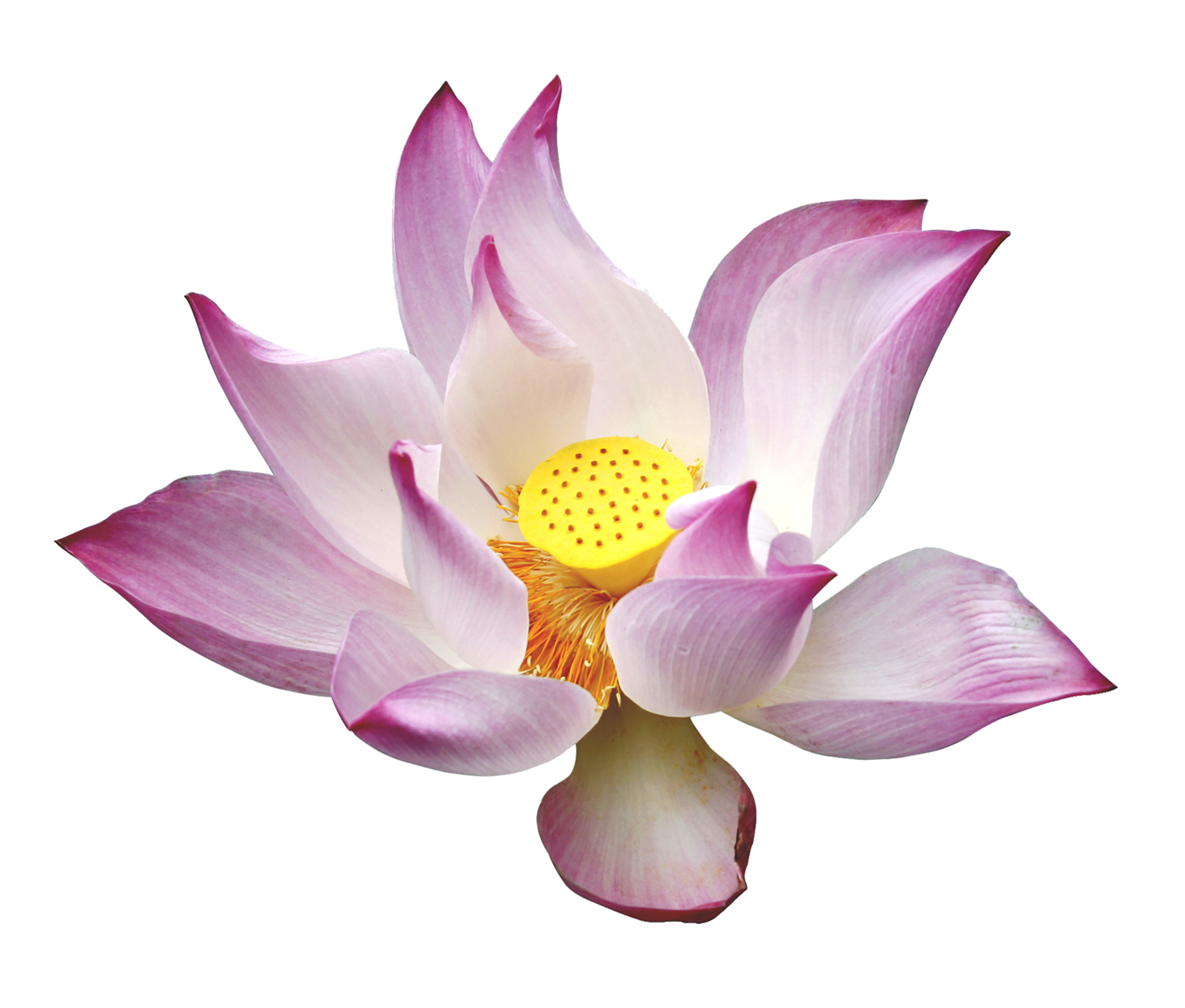 Pink lotus flower on white background 9307065 PNG