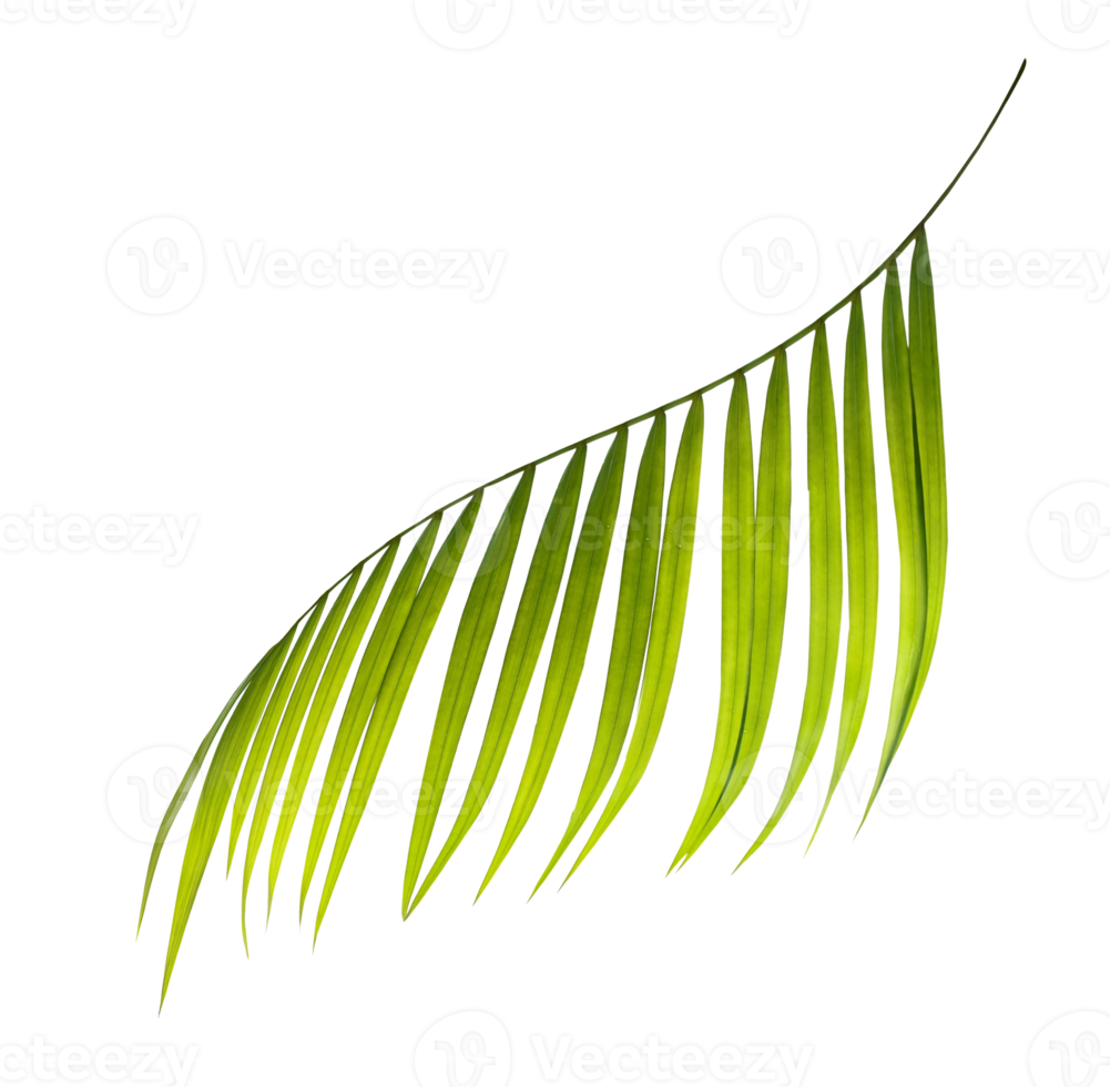 Green leaf of palm tree on transparent background png file