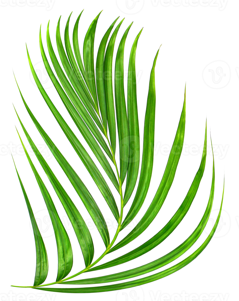 foglia verde di palma su file png di sfondo trasparente