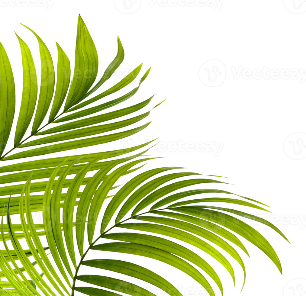 Green leaves of palm tree on transparent background png file