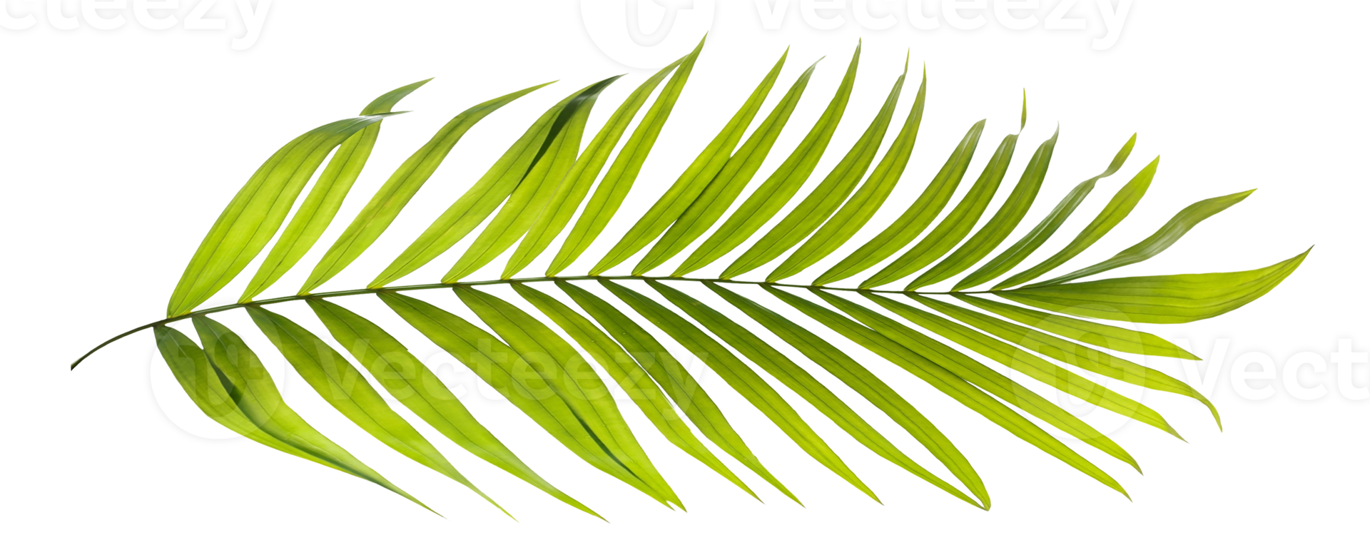 hojas verdes de palmera en archivo png de fondo transparente