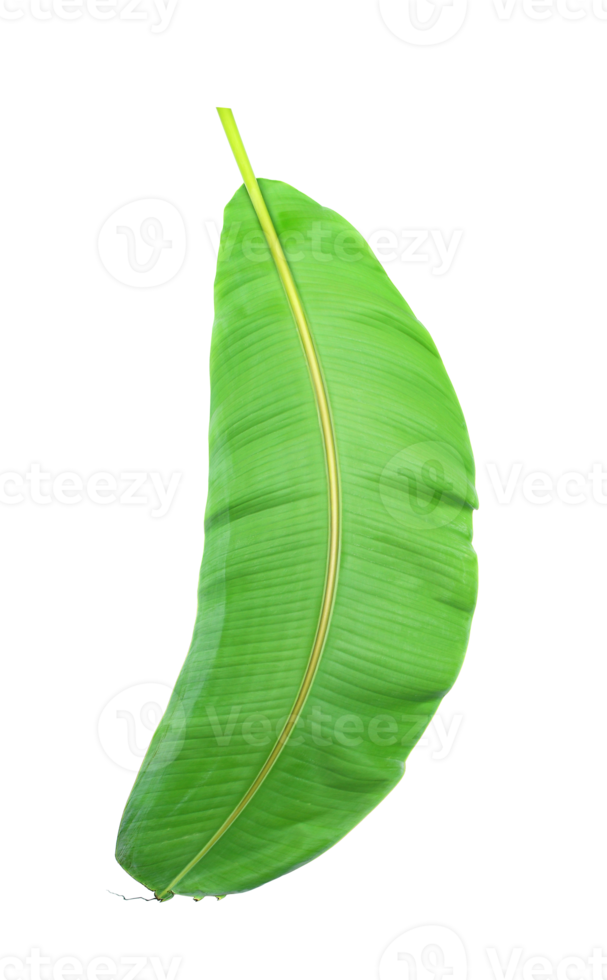 fress banana leaf on transparent background png file