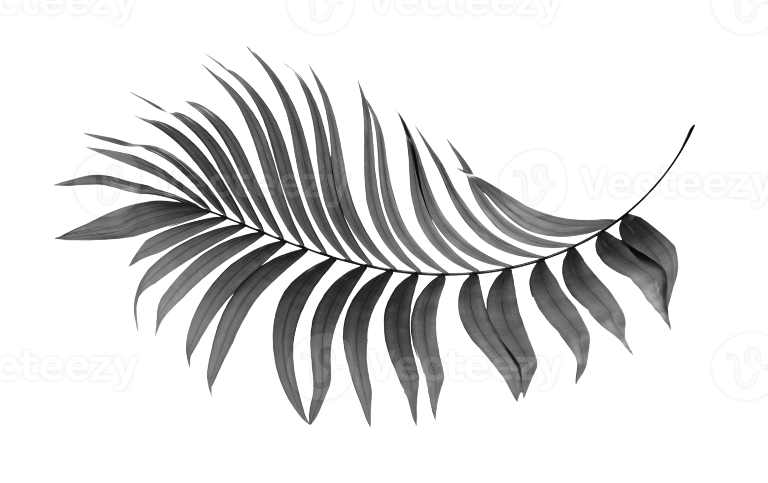 feuilles noires de palmier sur fond transparent fichier png